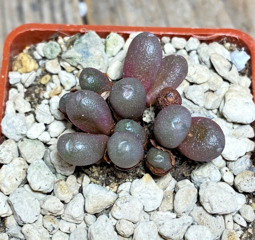 SHPR14232 Conophytum brunneum Nuwerus - Image 2