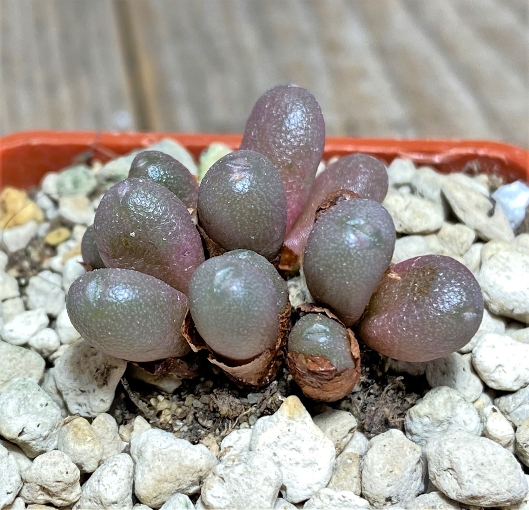 SHPR14232 Conophytum brunneum Nuwerus