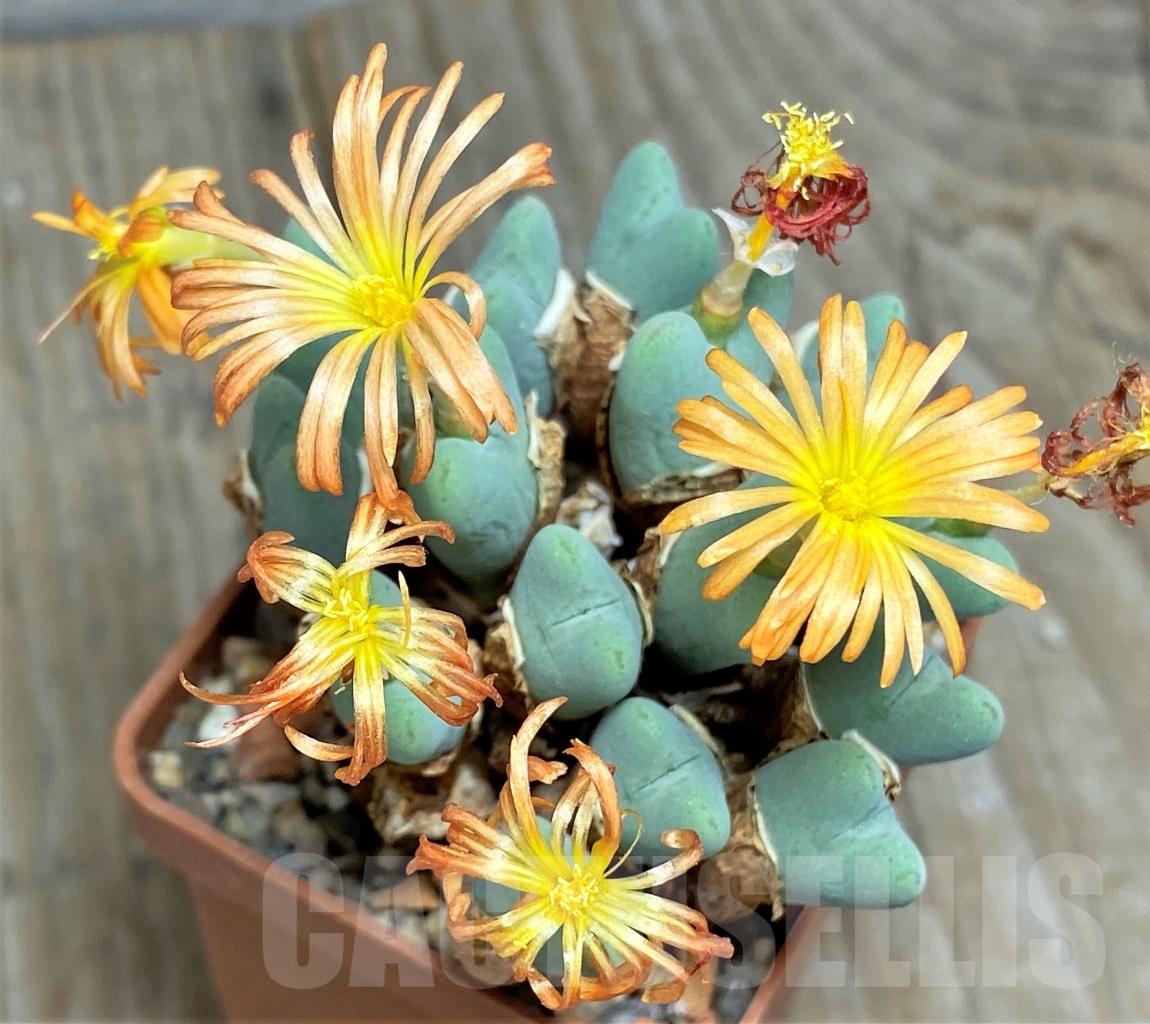 SHPR14234 Conophytum frutescens