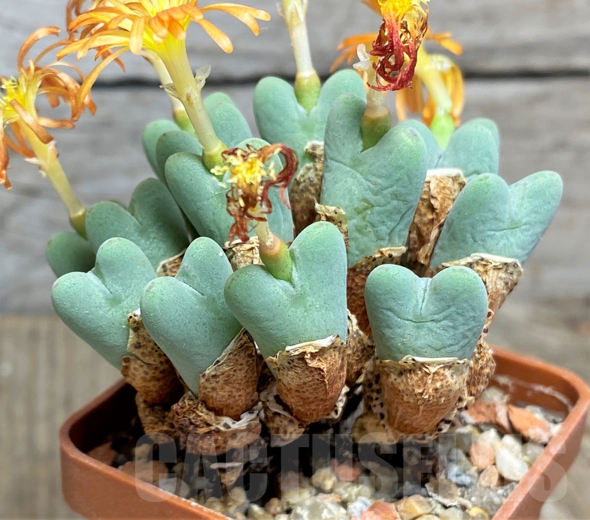 SHPR14234 Conophytum frutescens - Image 2
