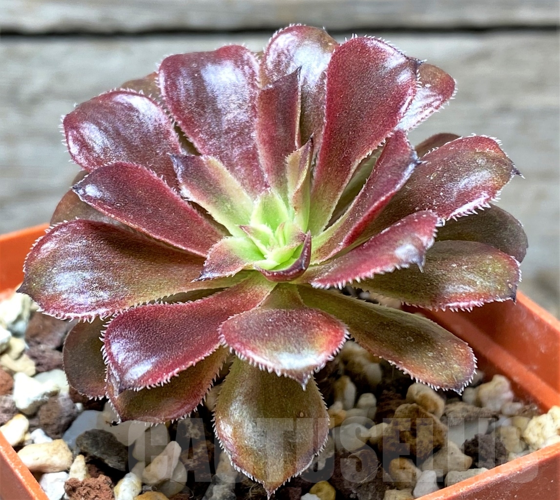 aeonium mardi gras 10 5cm