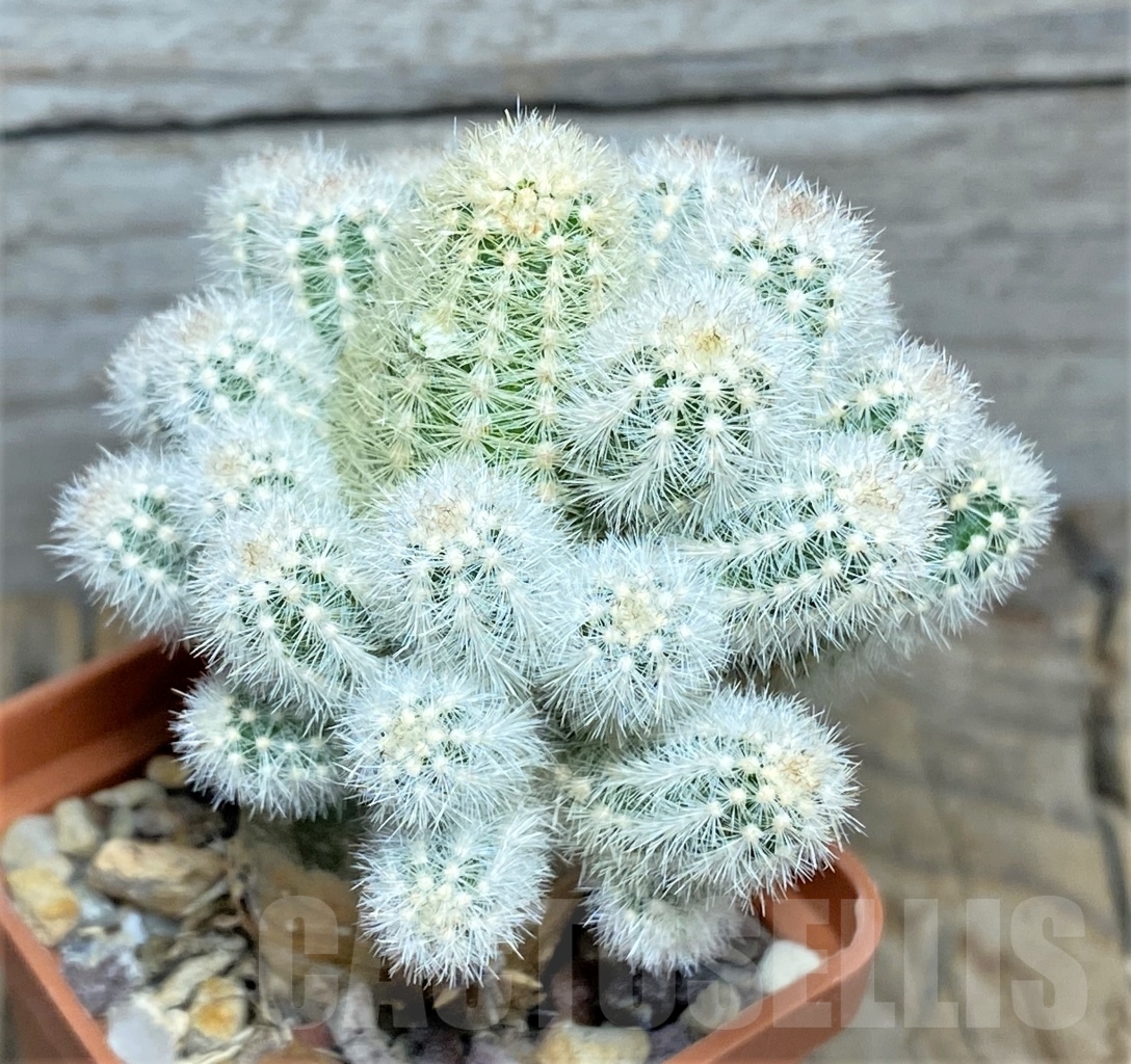 SHPR14314 Pygmaeocereus rowleyanus, grafted