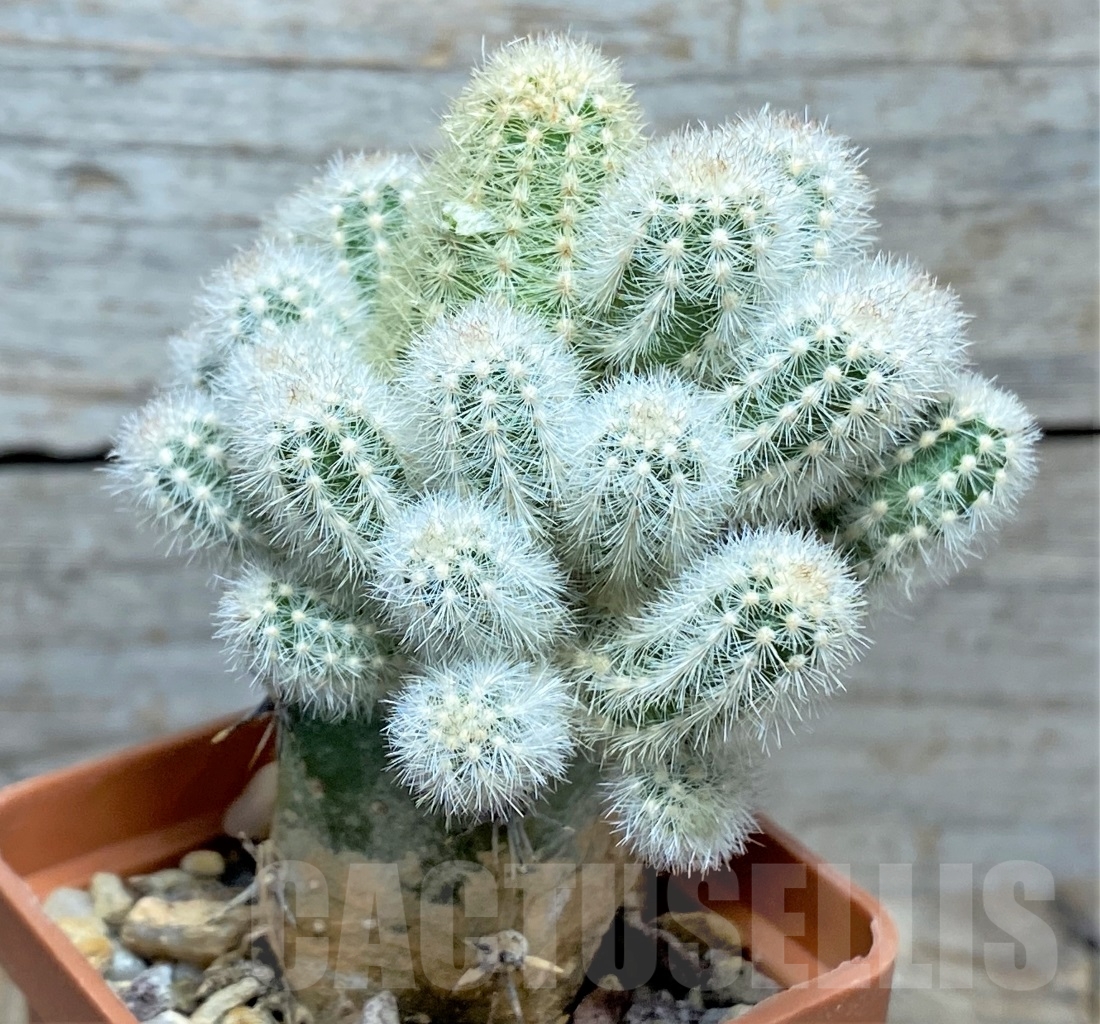 SHPR14314 Pygmaeocereus rowleyanus, grafted - Image 2