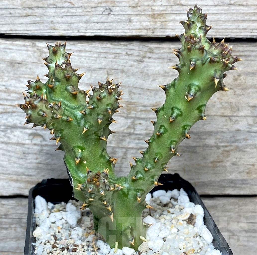 SHPR12171 Edithcolea grandis - Зображення 2