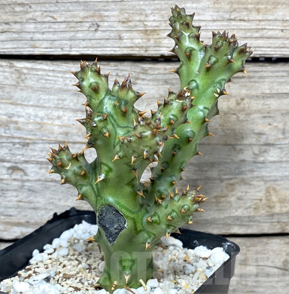 SHPR12171 Edithcolea grandis - Зображення 3