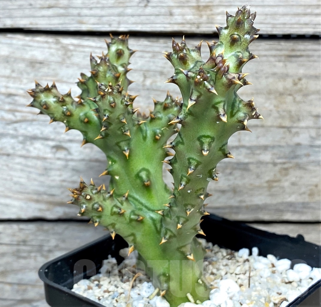 SHPR12171 Edithcolea grandis