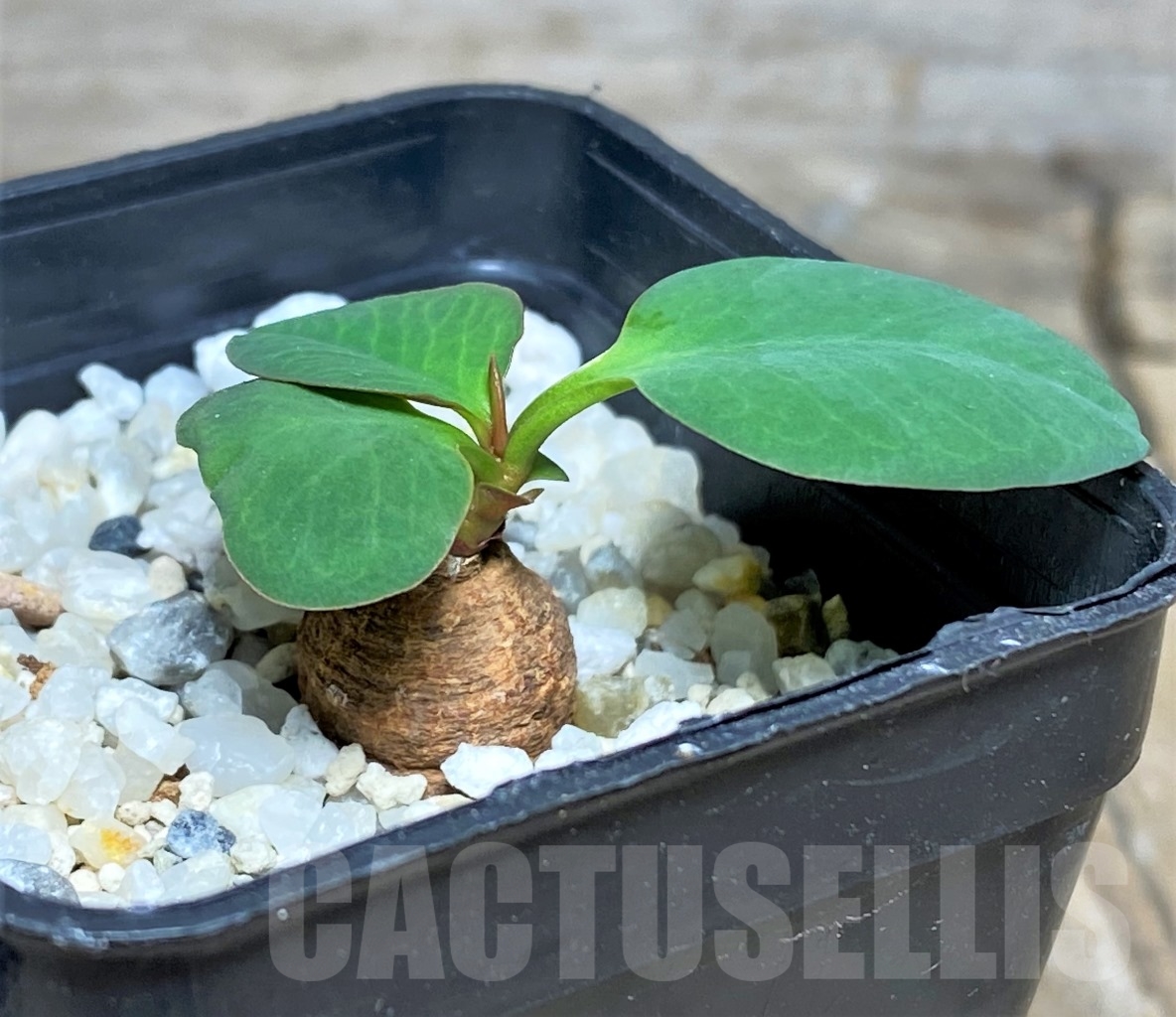 SHPR14345 Monadenium sp., -Northern Zambia-