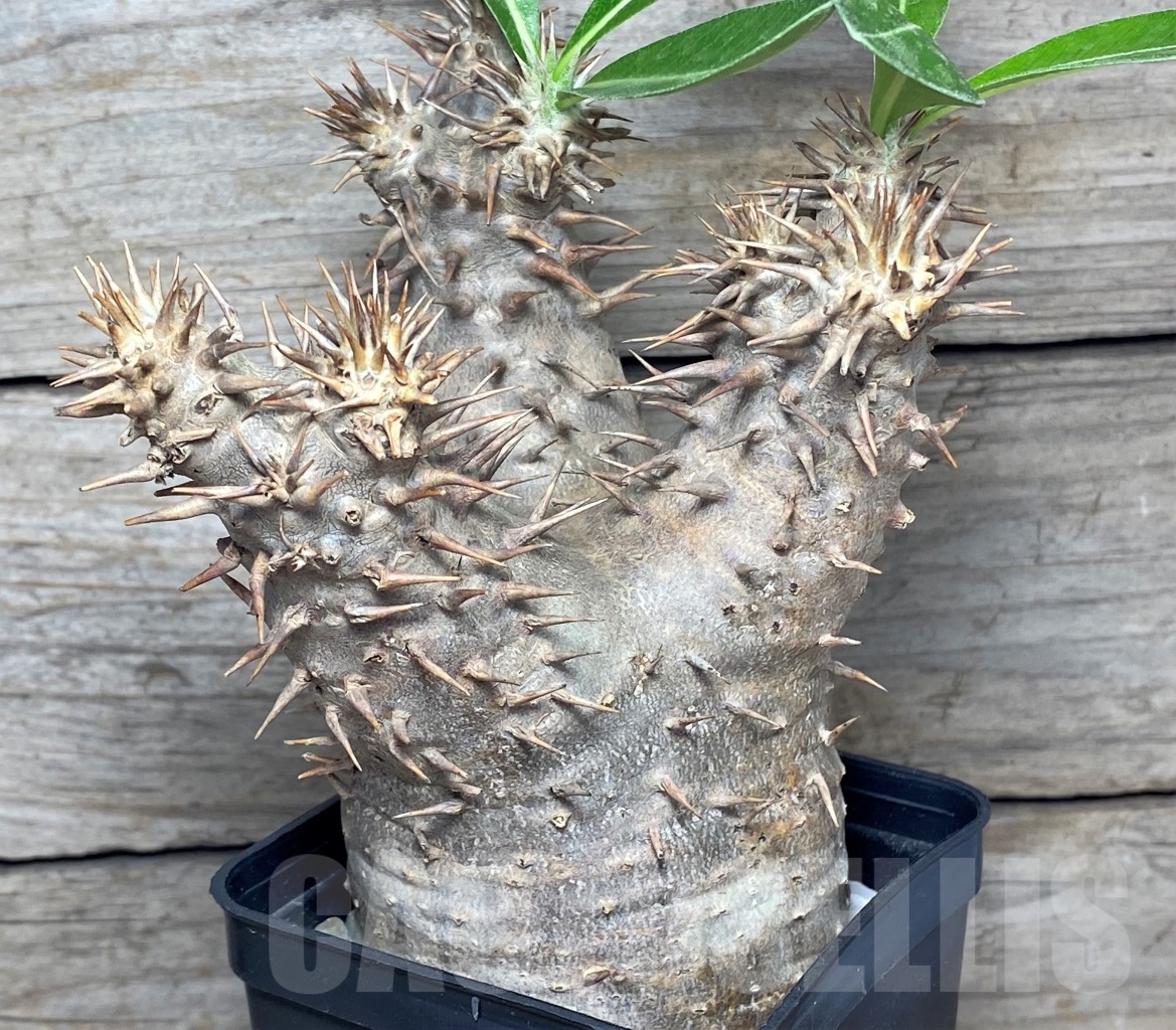 SHPR14350 Pachypodium densiflorum Кактус онлайн