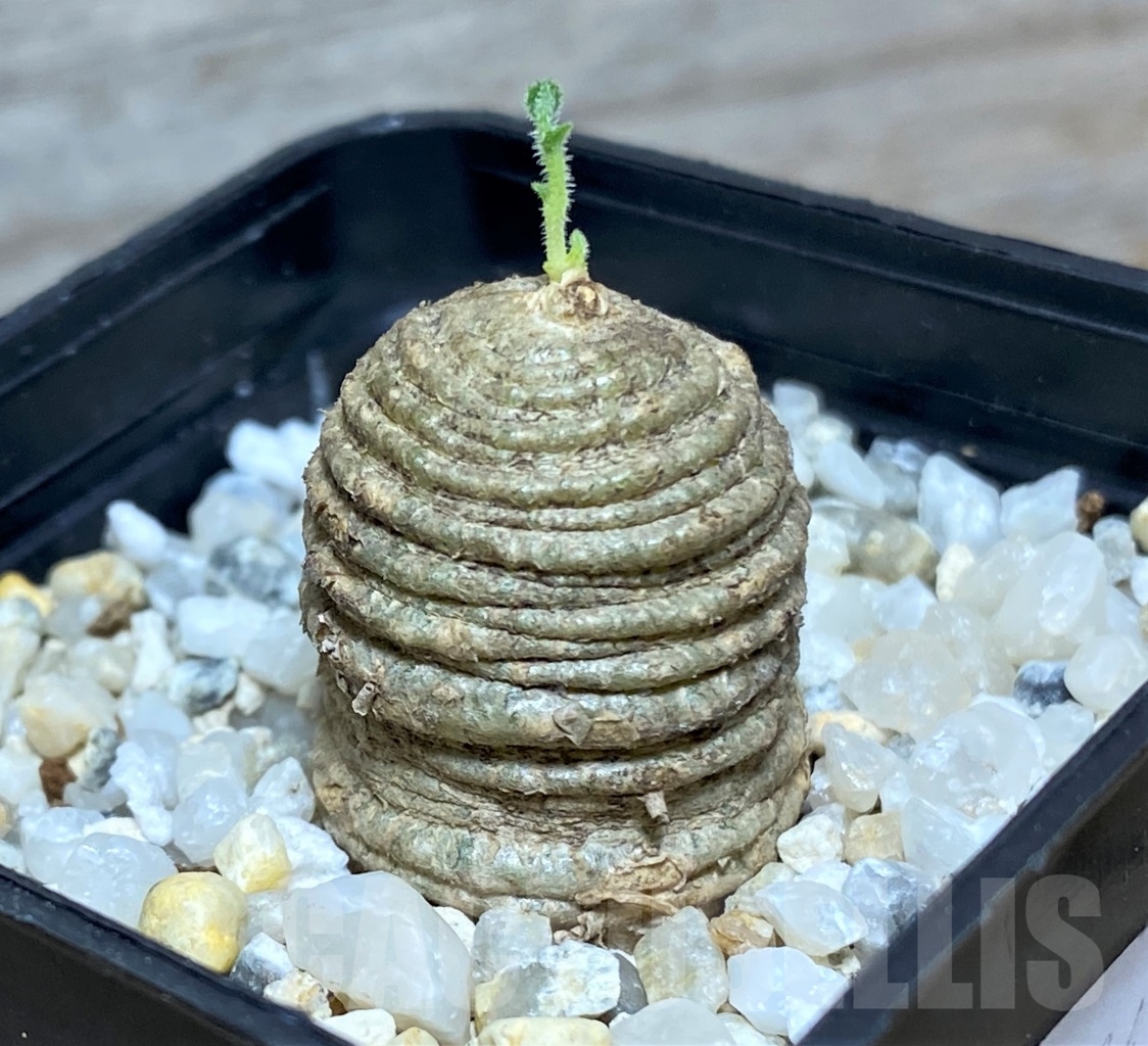 SHPR14354 Trochomeria polymorpha