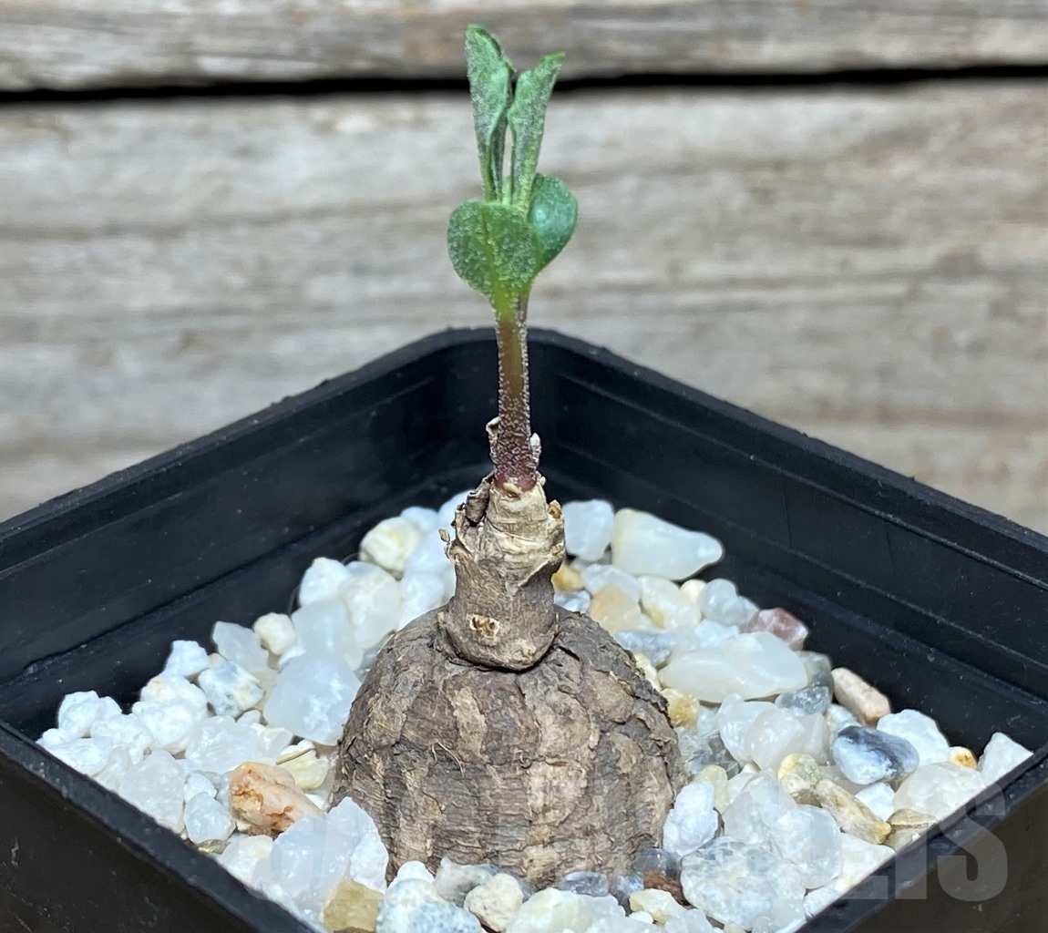 SHPR14355 Pterodiscus angustifolius yellow flower