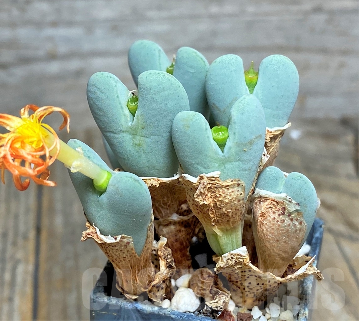 SHPR14369 Conophytum frutescens