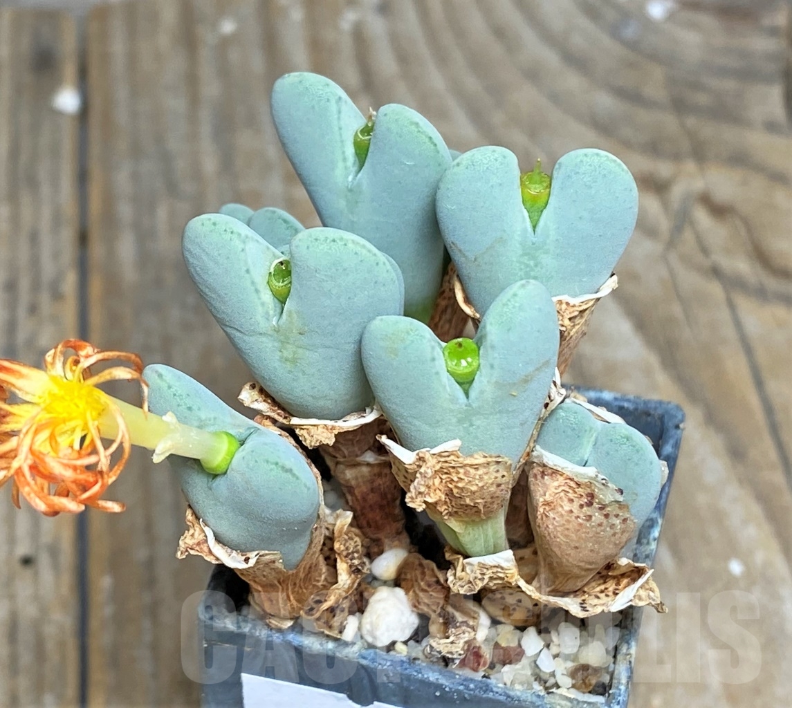 SHPR14369 Conophytum frutescens - Imagen 2