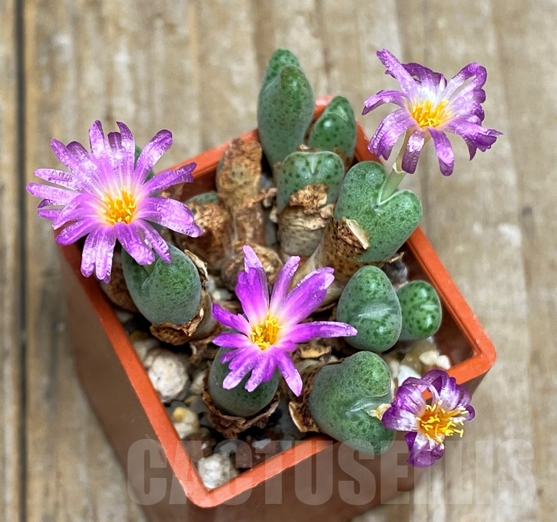 SHPR14370 Conophytum chauviniae SH