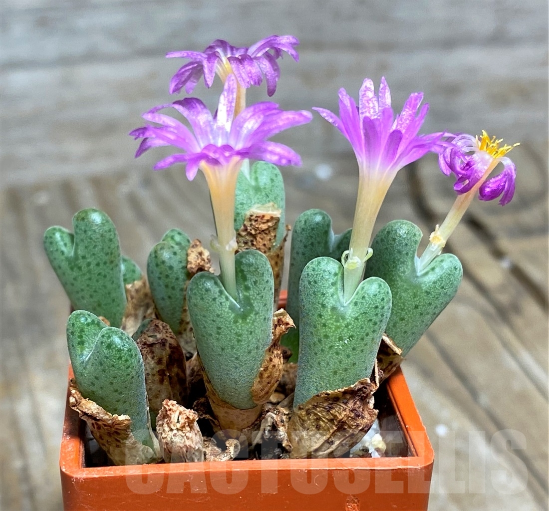 SHPR14370 Conophytum chauviniae SH - Image 2