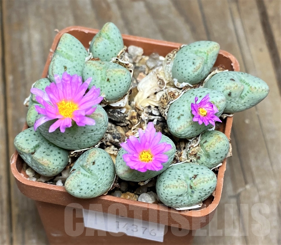 SHPR14376 Conophytum turbiniforme ssp. ernianum, clon 2