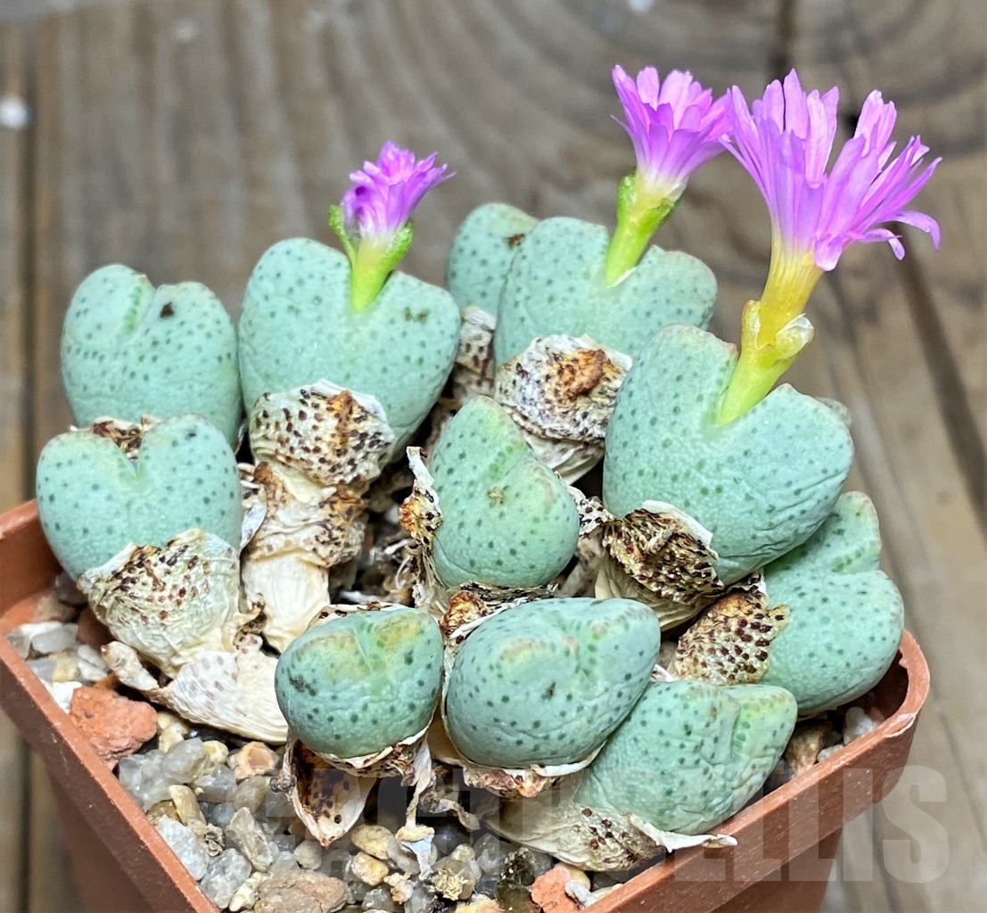 SHPR14376 Conophytum turbiniforme ssp. ernianum, clon 2 - Image 2