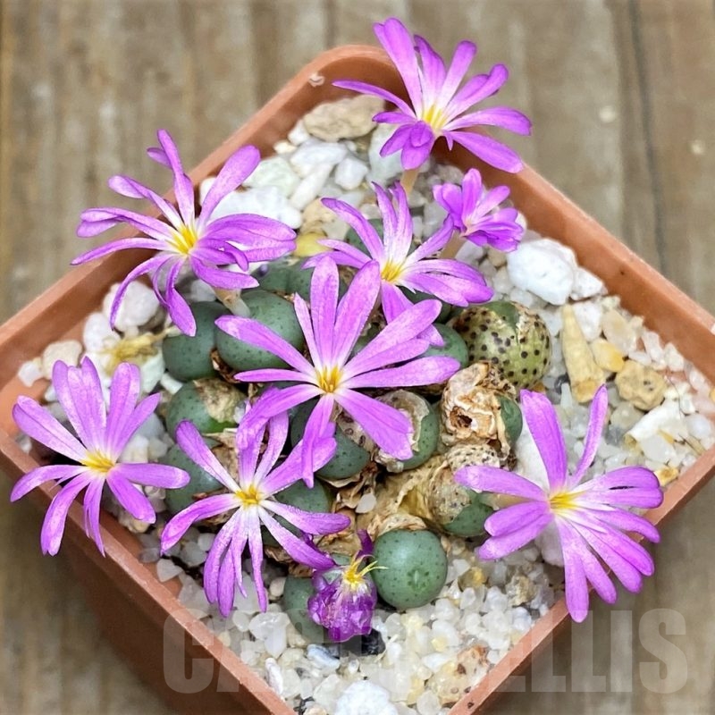 SH11916 Conophytum minutum CR1320