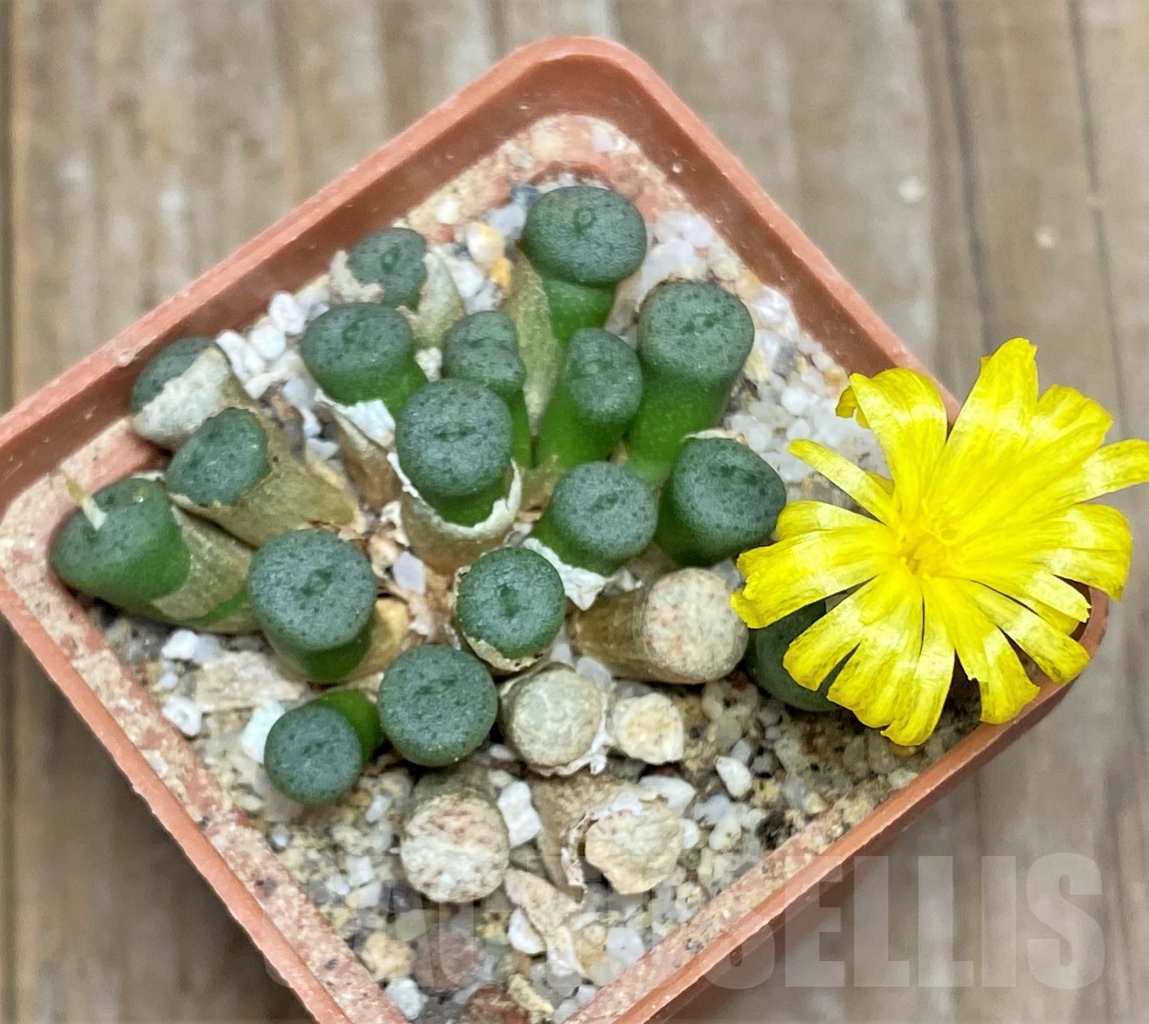 SHPR14380 Conophytum auriflorum, ex MG 1461.4