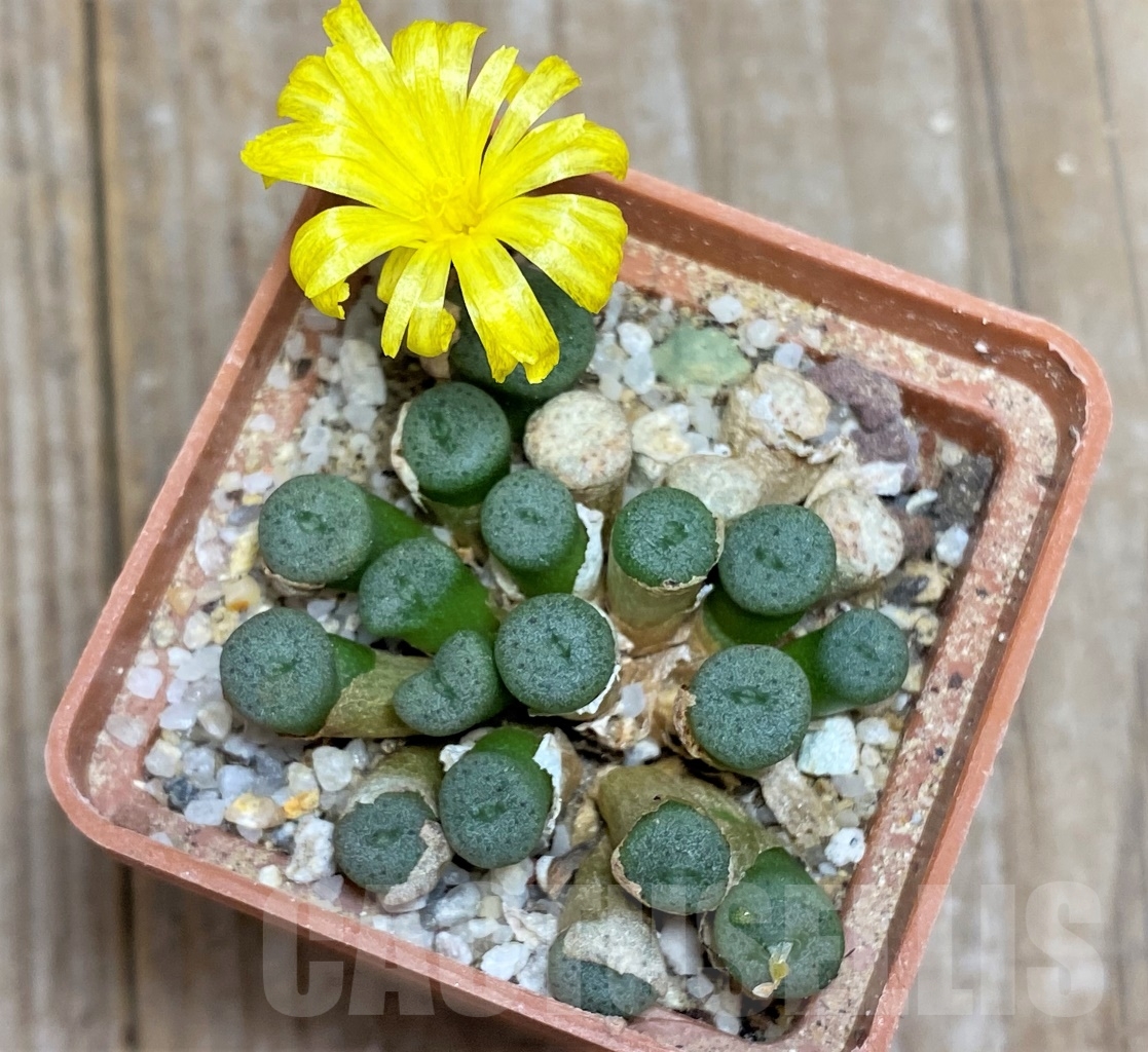 SHPR14380 Conophytum auriflorum, ex MG 1461.4 - Image 2