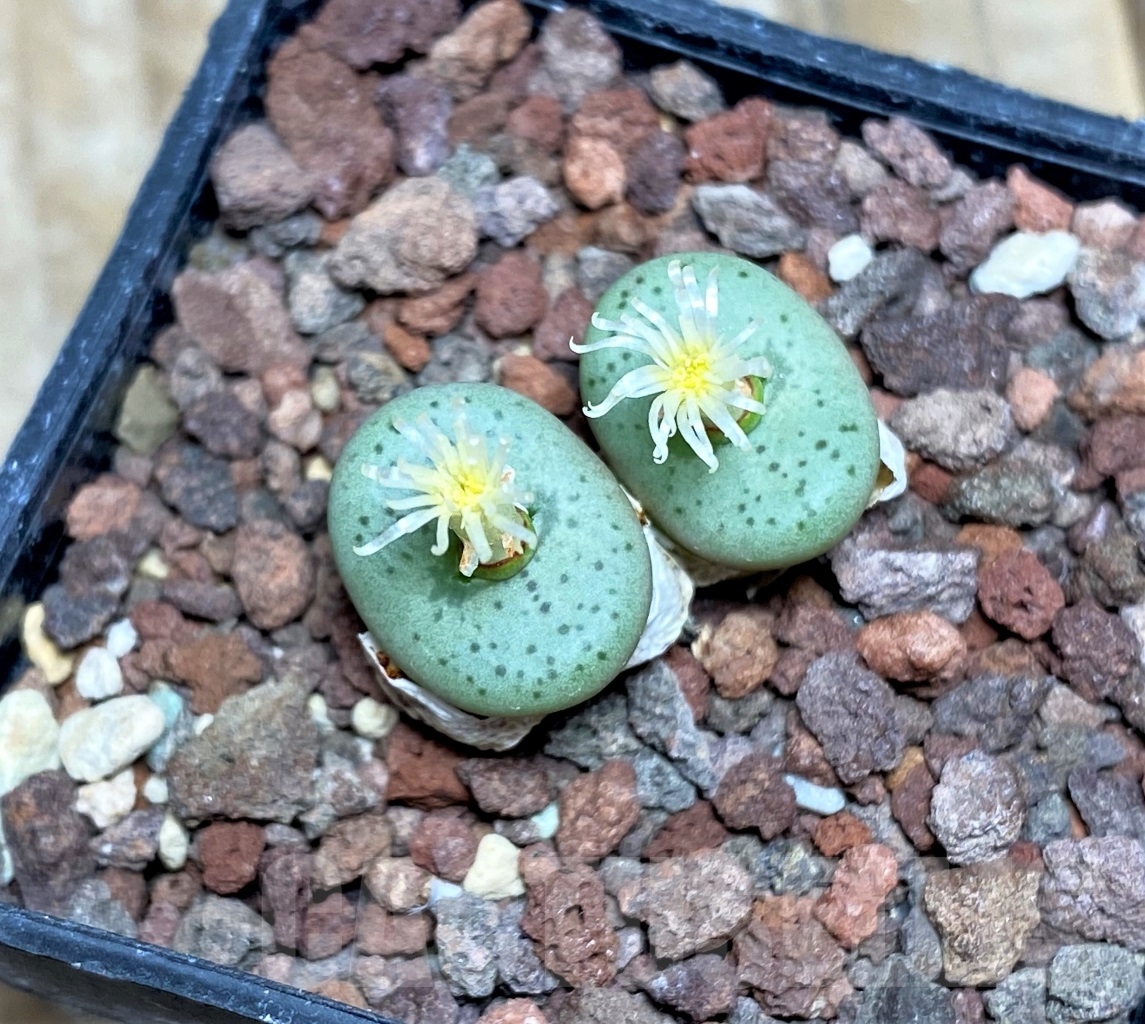 SHPR14383 Conophytum obcordellum TS 696 - Image 2