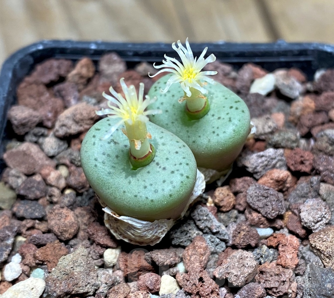 SHPR14383 Conophytum obcordellum TS 696