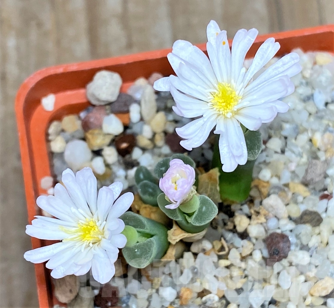 SHPR14384 Conophytum longum CR 1277