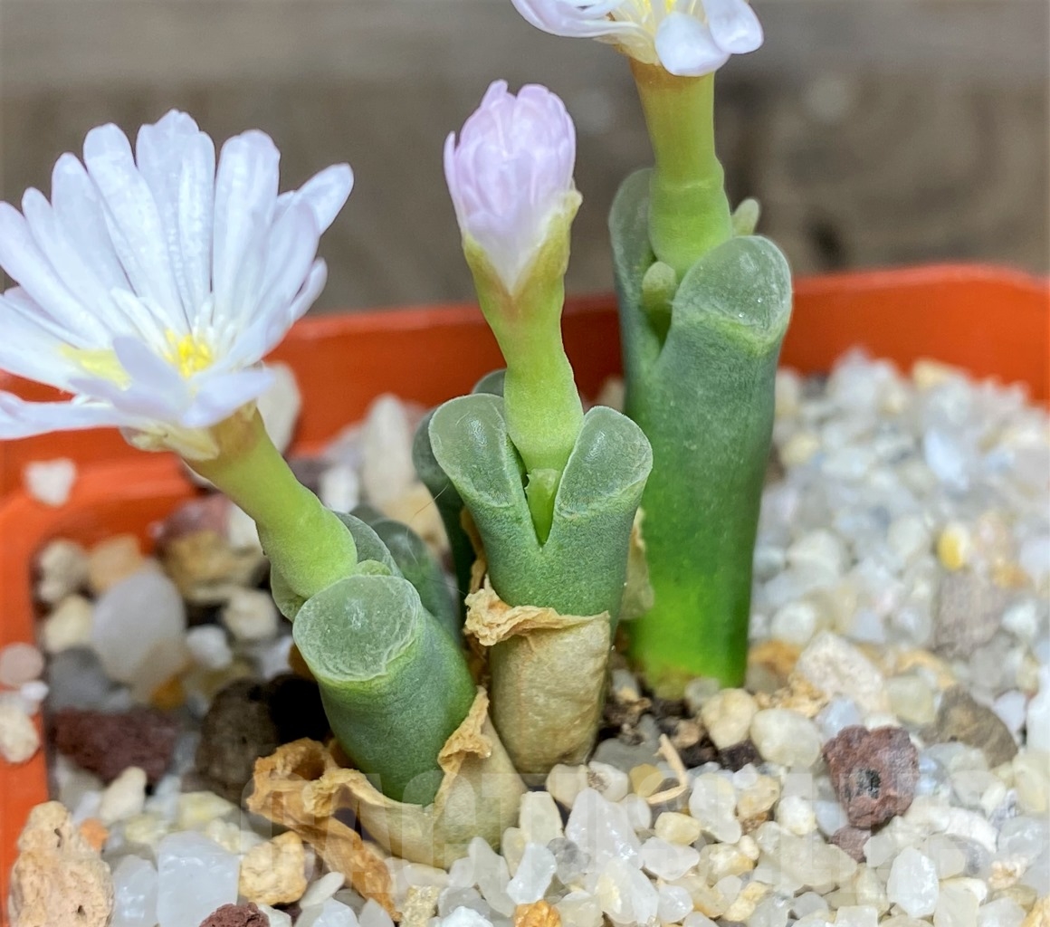 SHPR14384 Conophytum longum CR 1277 - Image 2