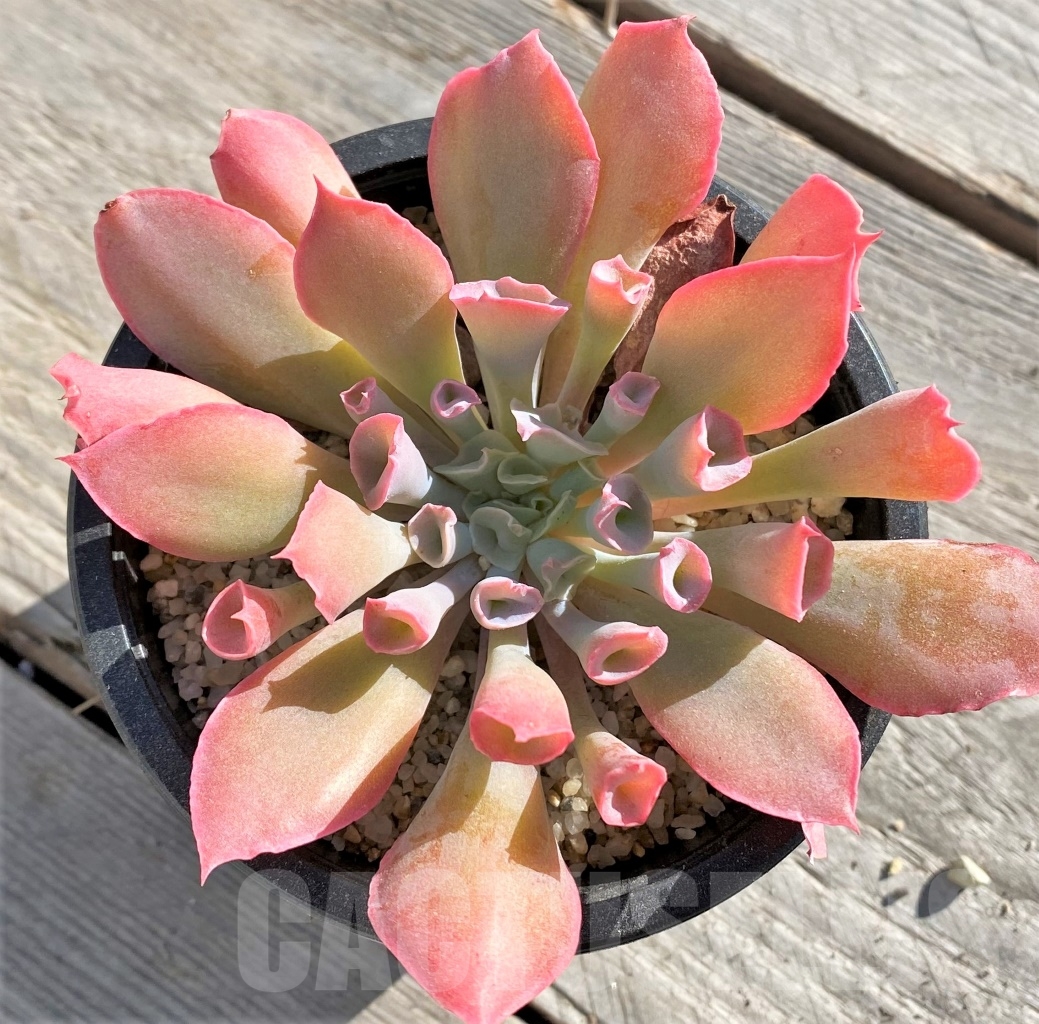 SHPR11412 Echeveria 'Trumpet'