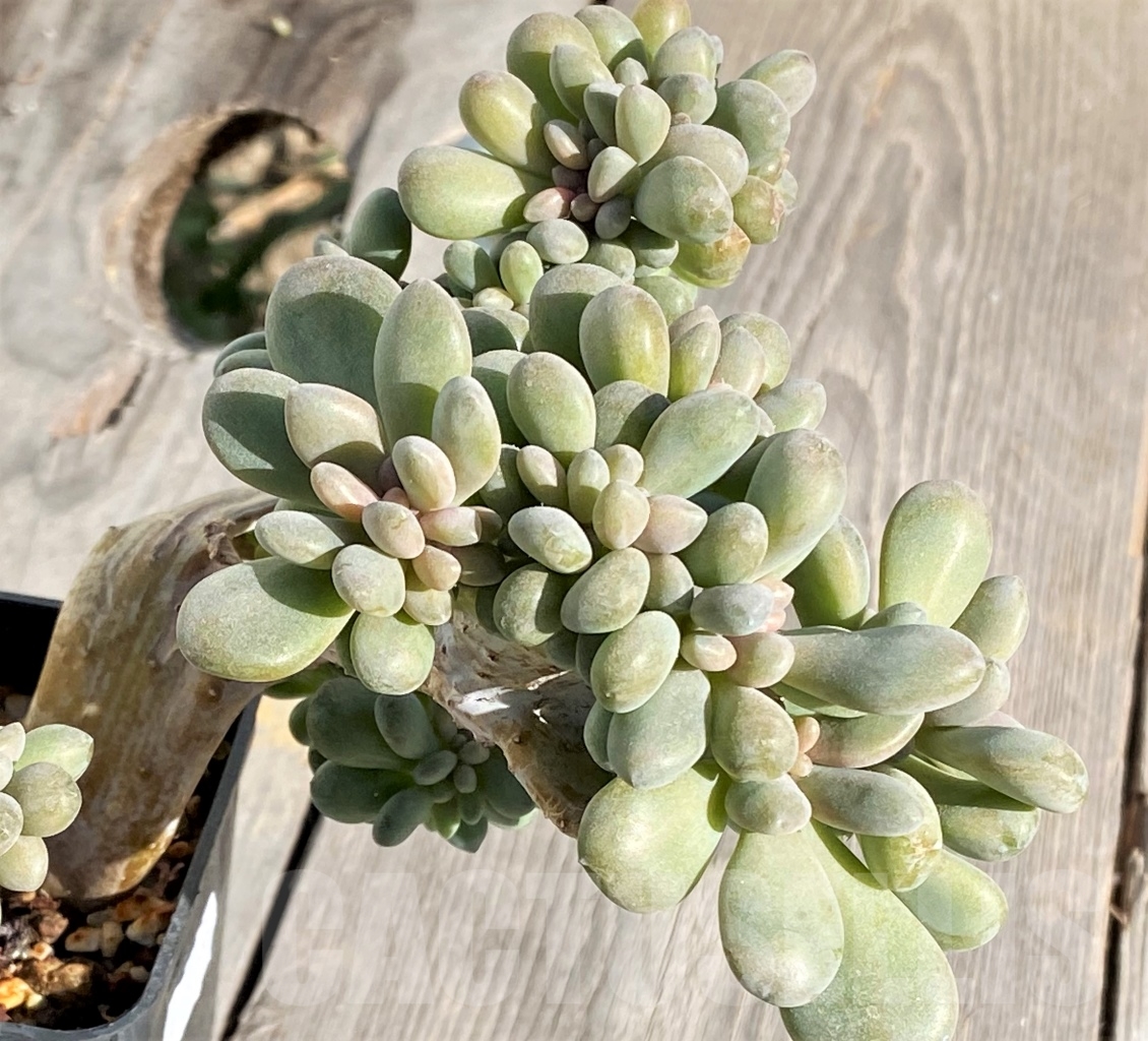 SHPR14392 Pachyveria clavifolia f. cristata