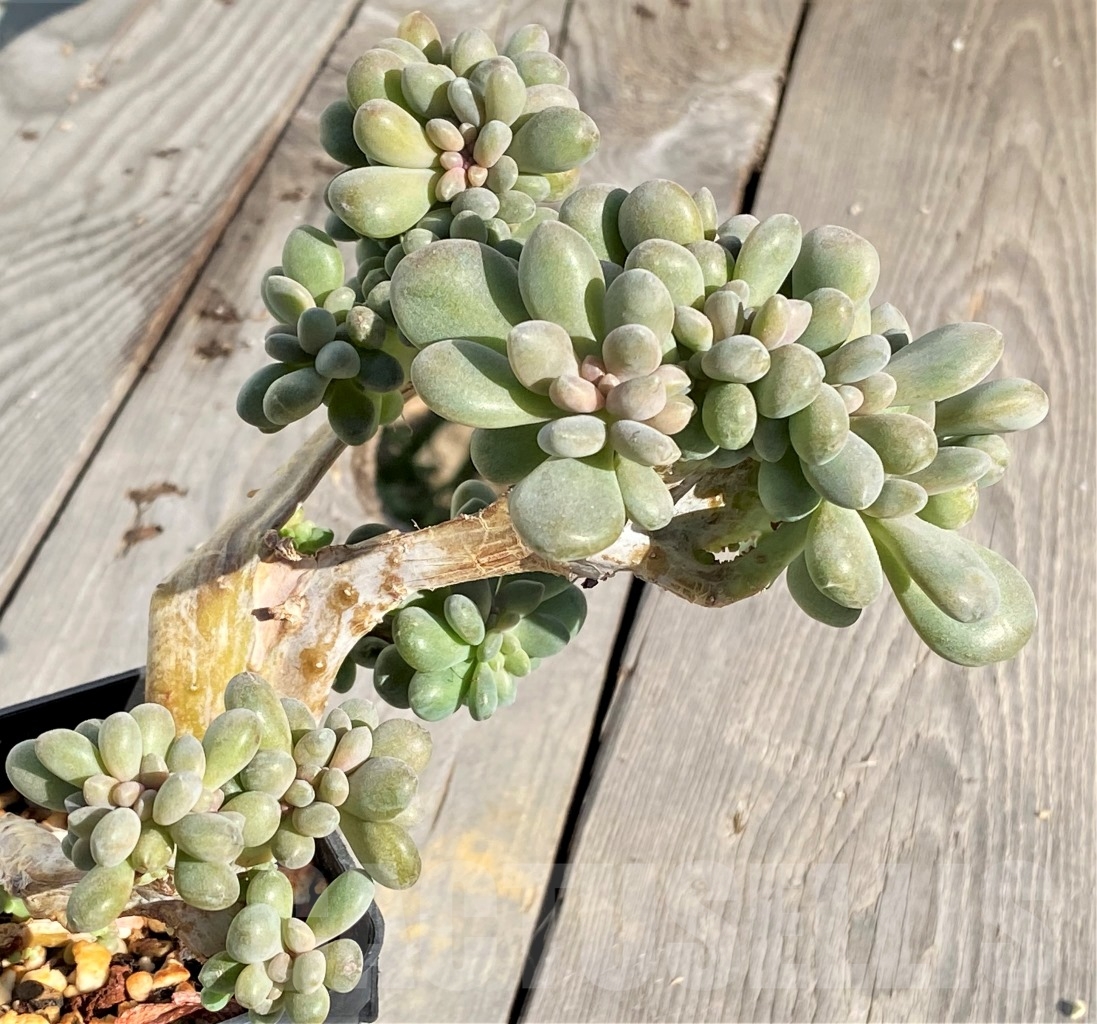 SHPR14392 Pachyveria clavifolia f. cristata - Image 2