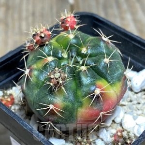 SHPR14428 Gymnocalycium damsii f. variegata – Cactus-online