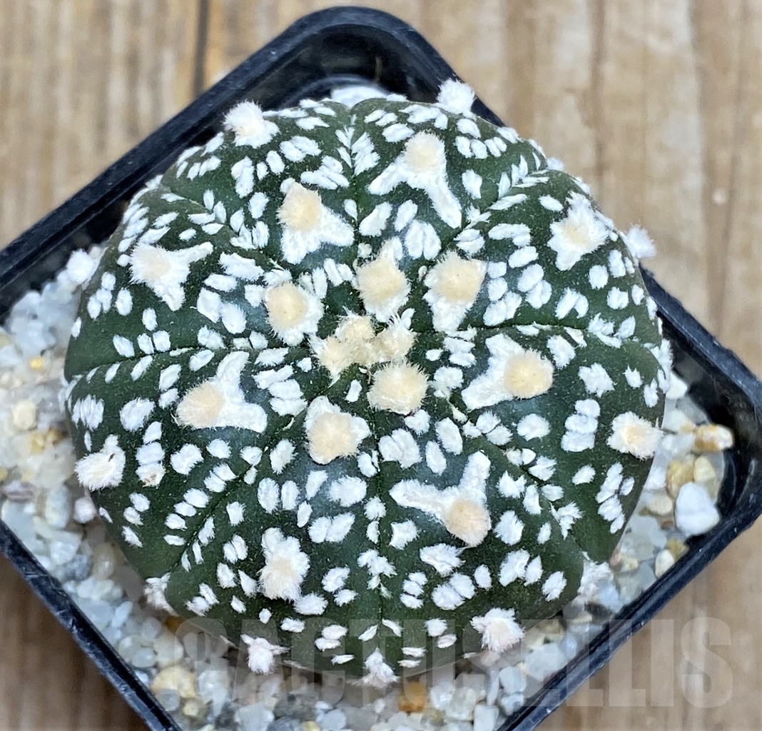 SHPR14429 Astrophytum asterias V-Type