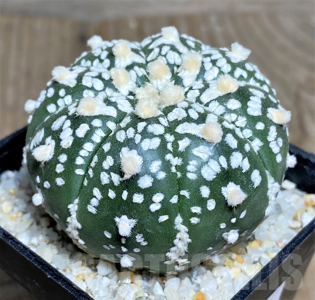SHPR14429 Astrophytum asterias V-Type - Image 2