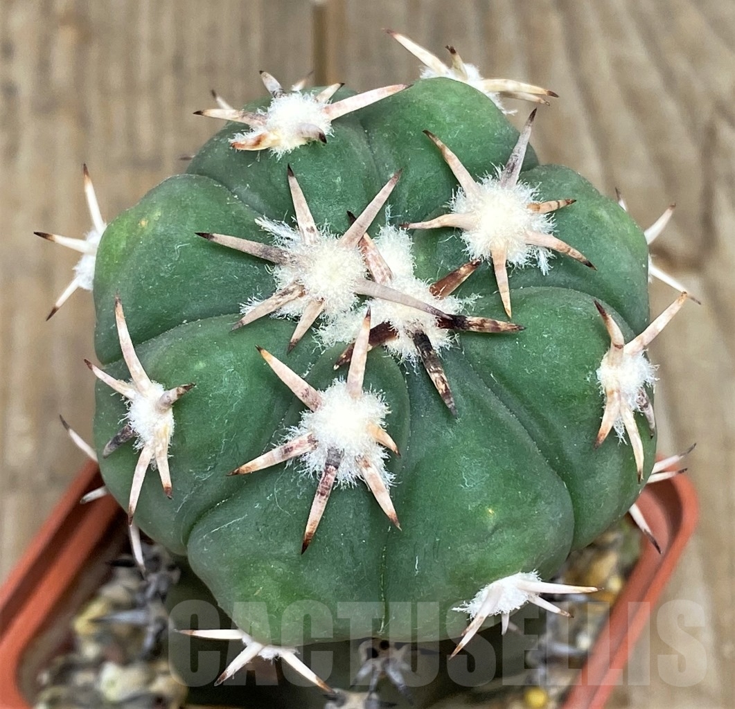 SHPR14430 Echinocactus horizonthalonius, grafted