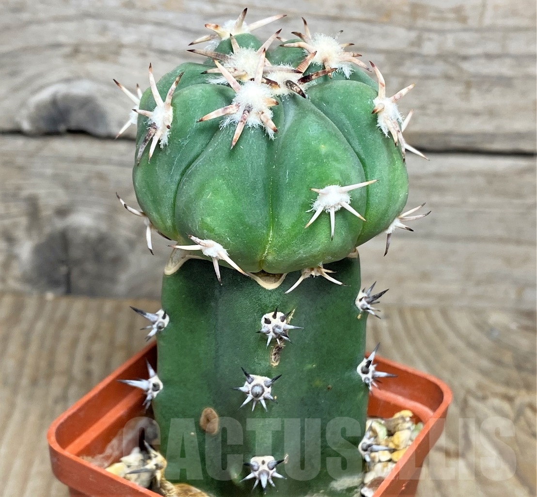 SHPR14430 Echinocactus horizonthalonius, grafted - immagine 2