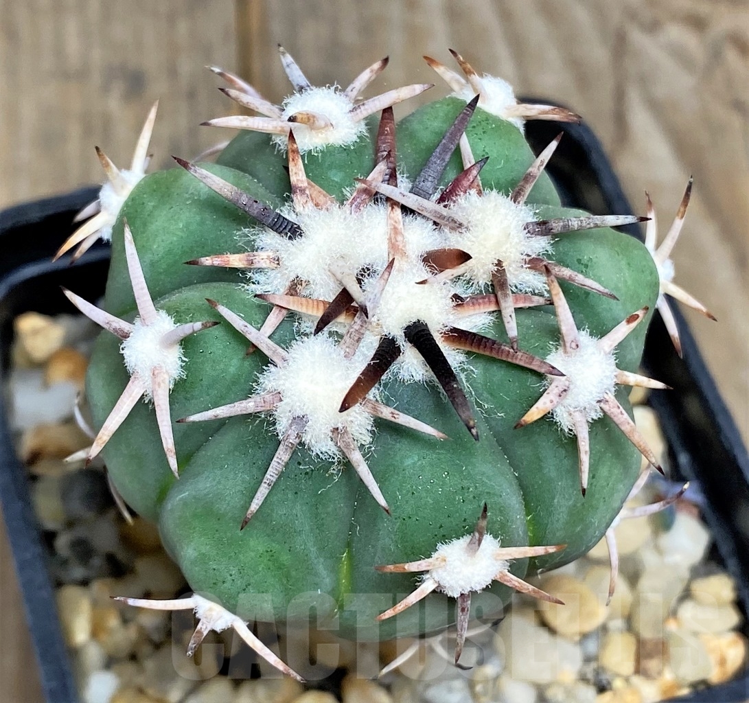 SHPR14431 Echinocactus horizonthalonius, grafted