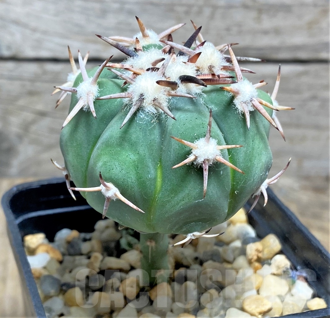 SHPR14431 Echinocactus horizonthalonius, grafted - Image 2