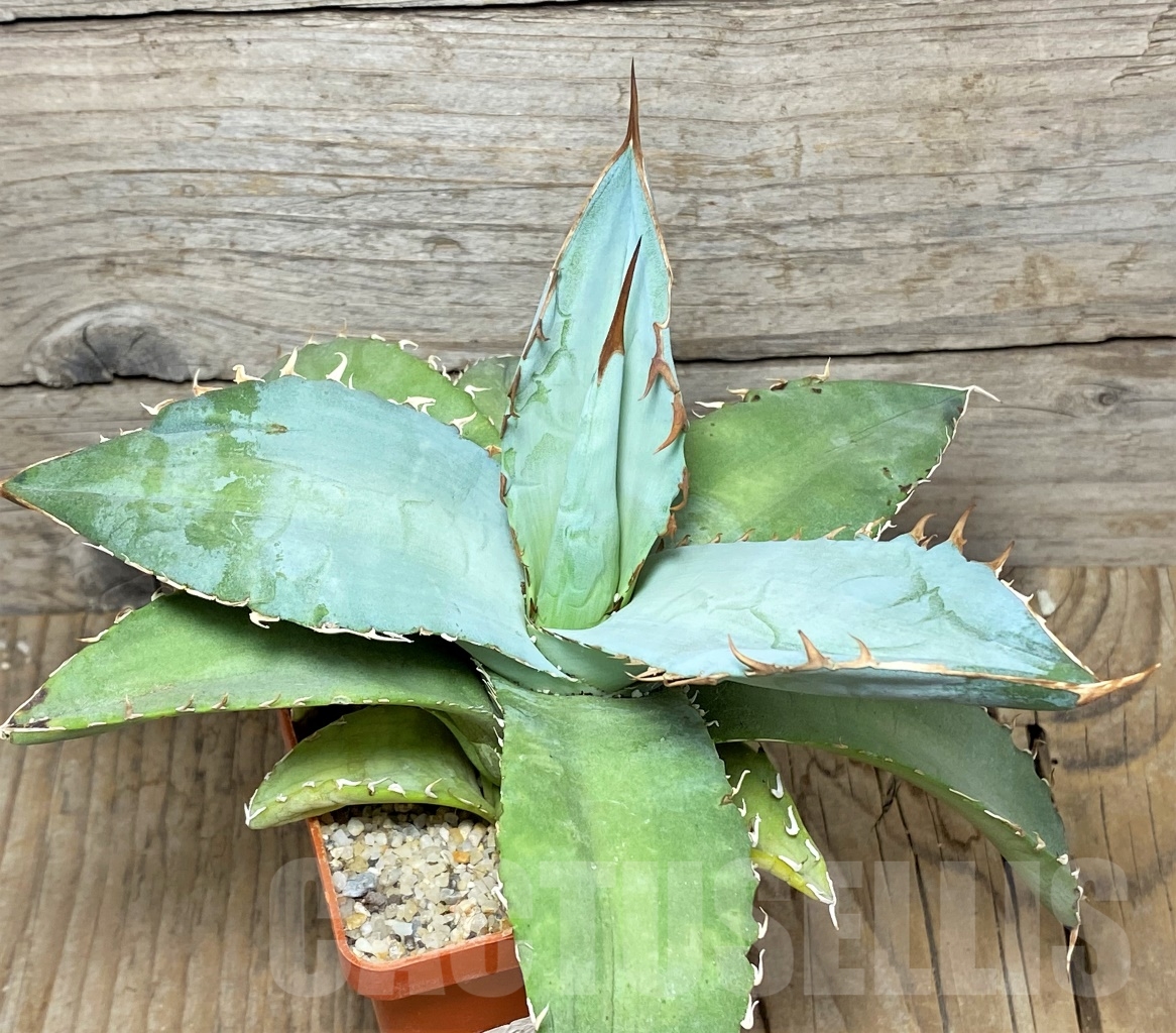 SHPR14434 Agave titanota 'White Ice' - Obrázek 2