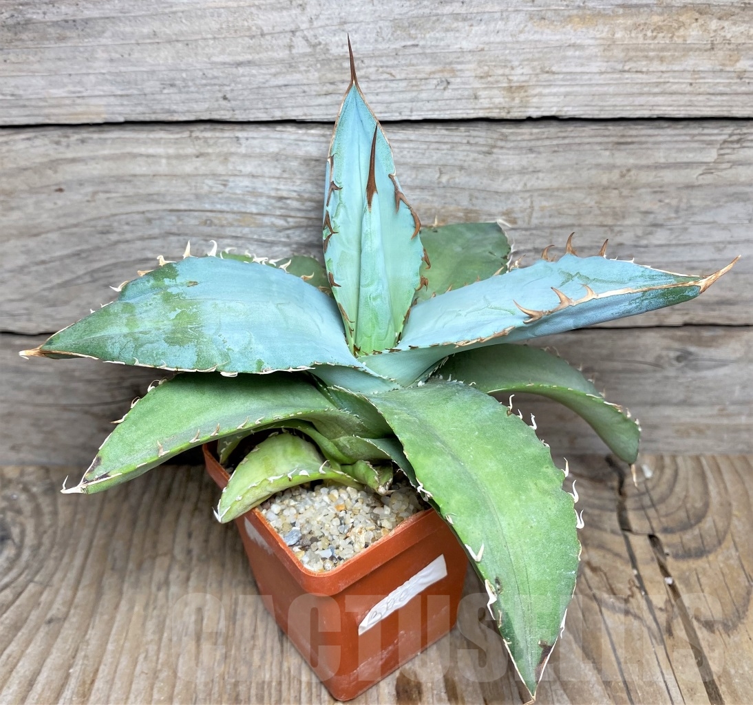 SHPR14434 Agave titanota 'White Ice' - Obrázek 3