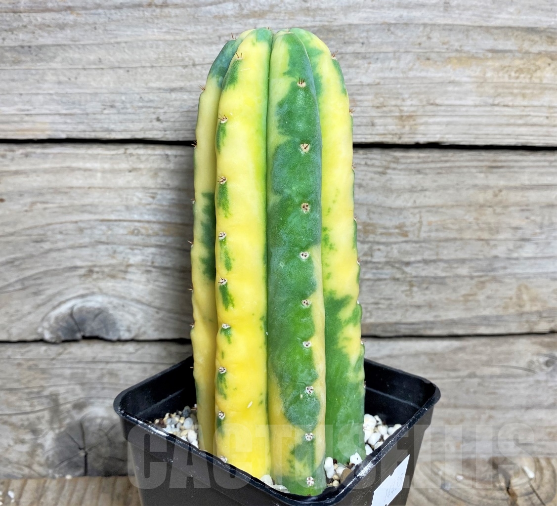 SHPR14435 Trichocereus sp. f. variegata