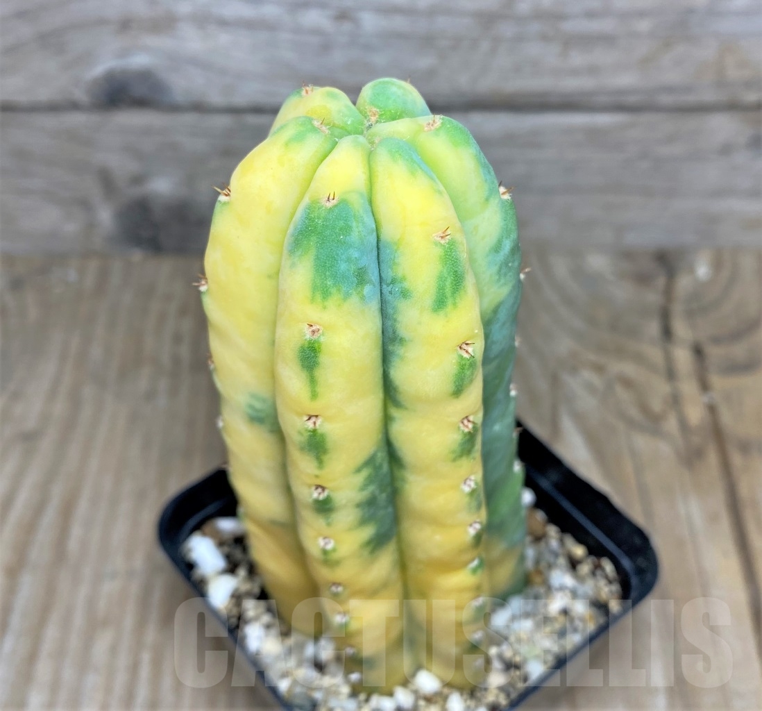 SHPR14435 Trichocereus sp. f. variegata - Image 3