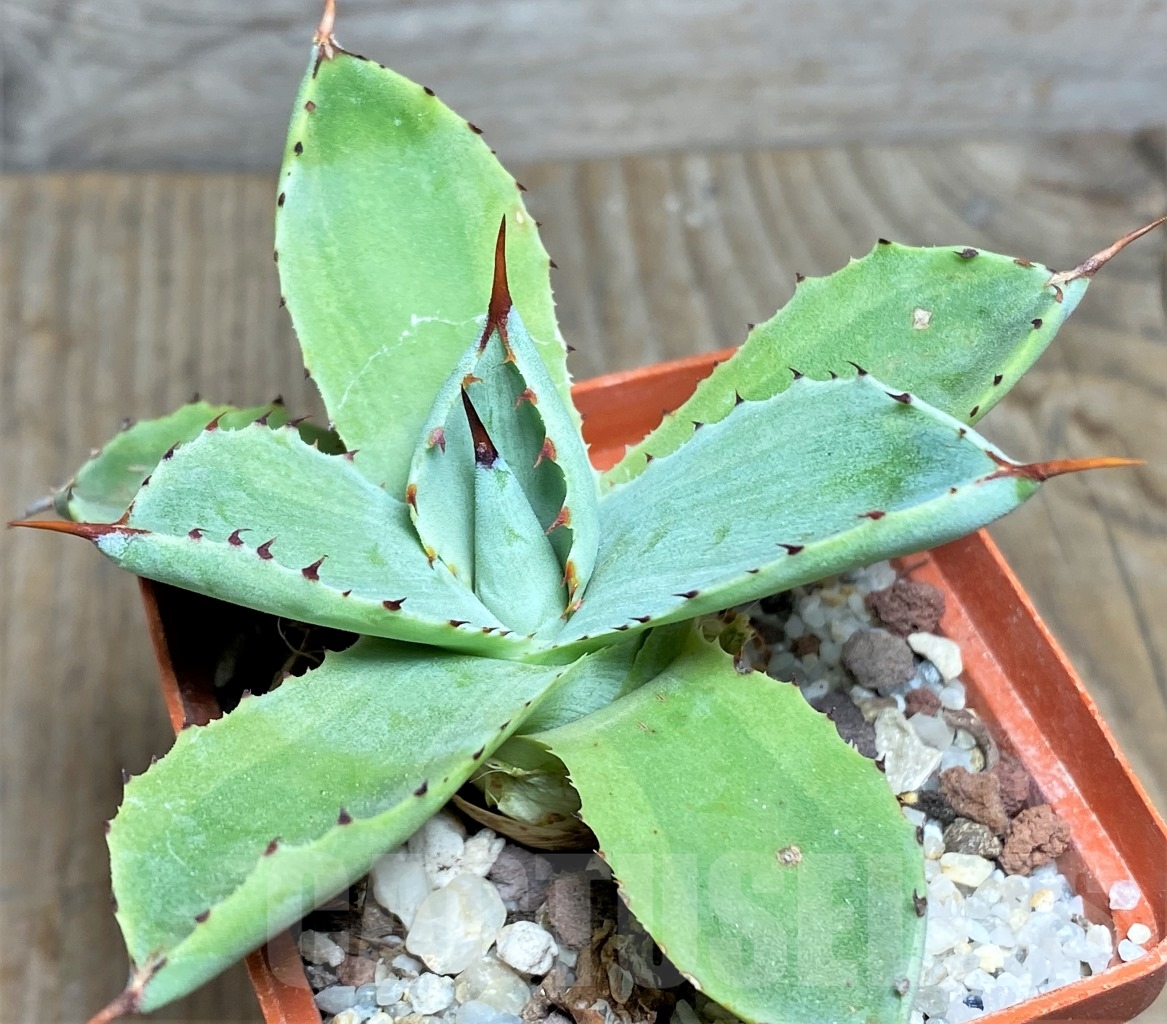 SHPR14436 Agave potatorum f. variegata - Image 3