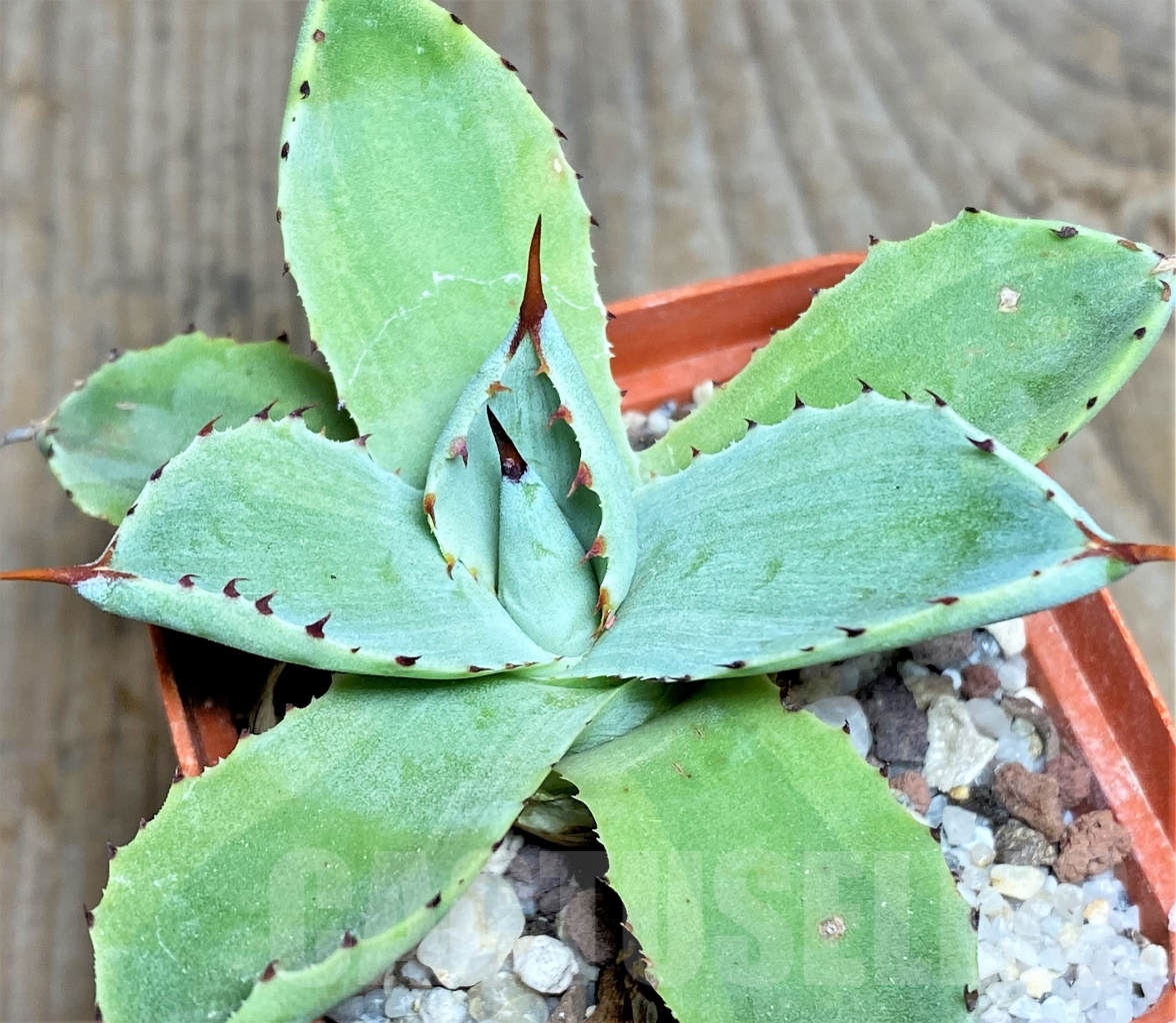 SHPR14436 Agave potatorum f. variegata