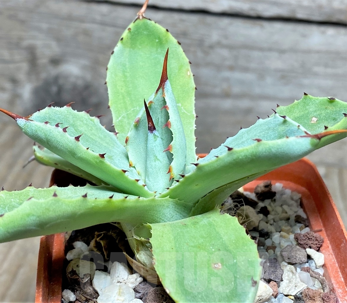 SHPR14436 Agave potatorum f. variegata - Image 2