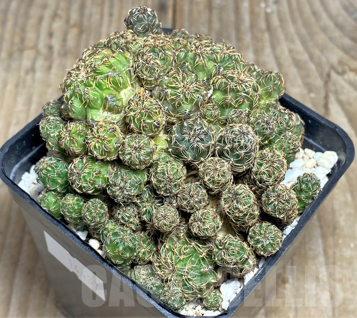 SHPR14437 Sulcorebutia tarabucoensis