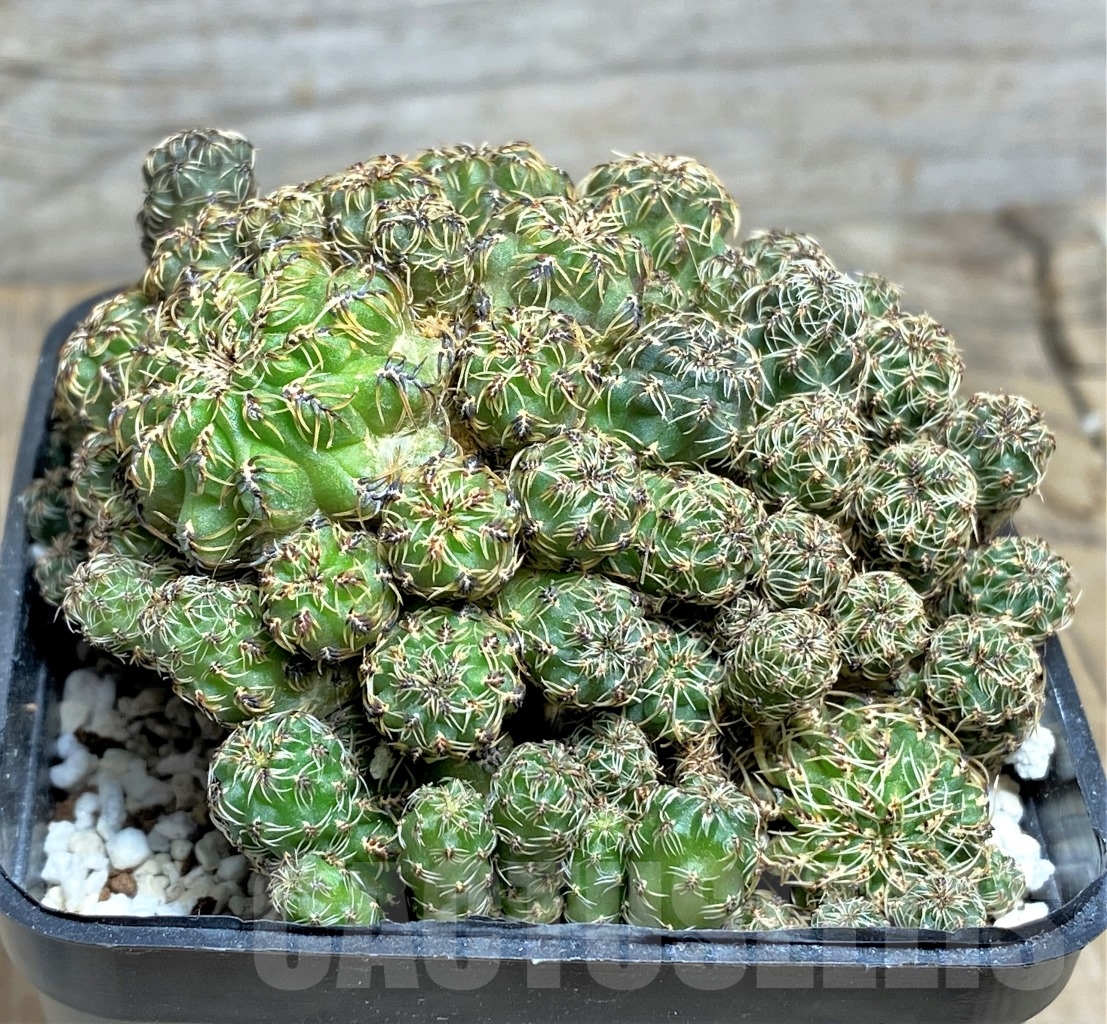 SHPR14437 Sulcorebutia tarabucoensis - Image 2