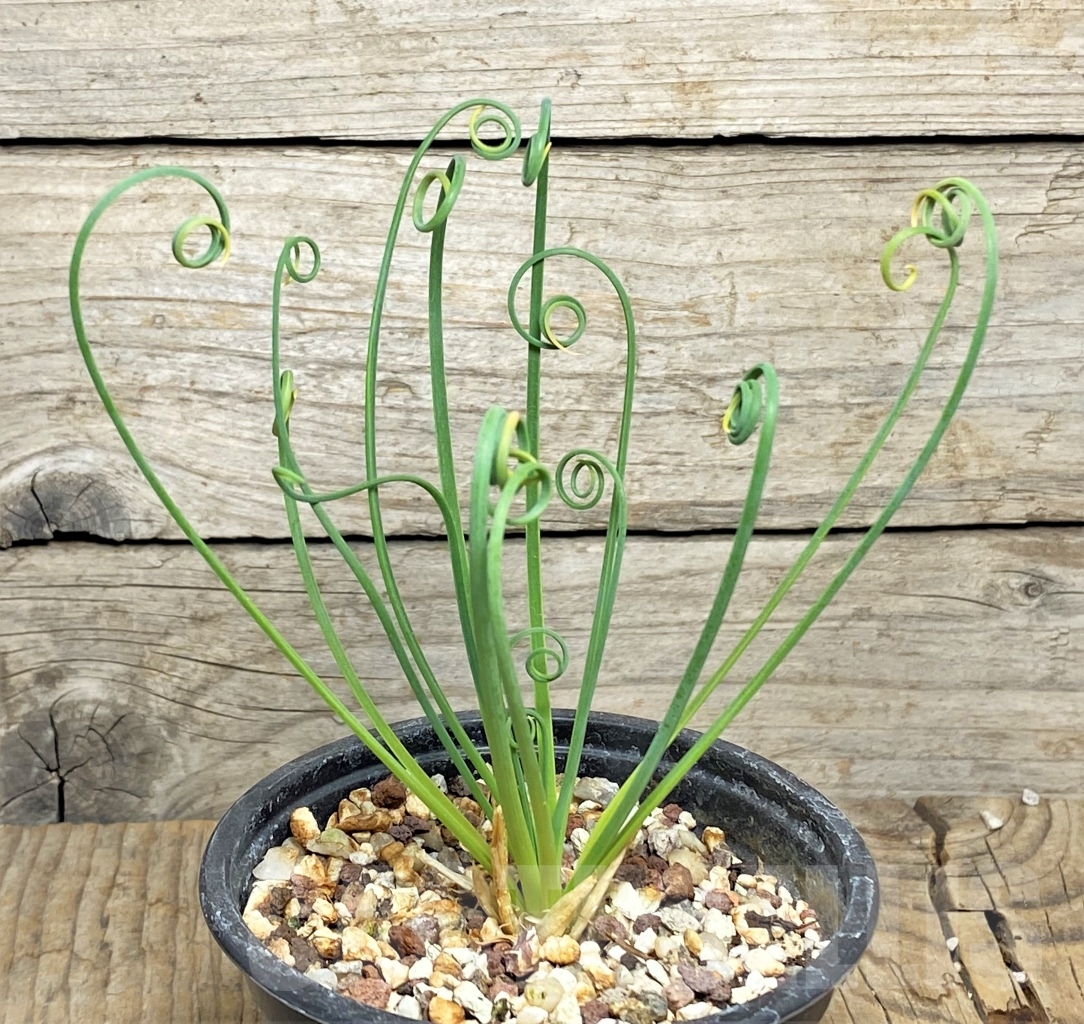 SHPR14438 Albuca spiralis