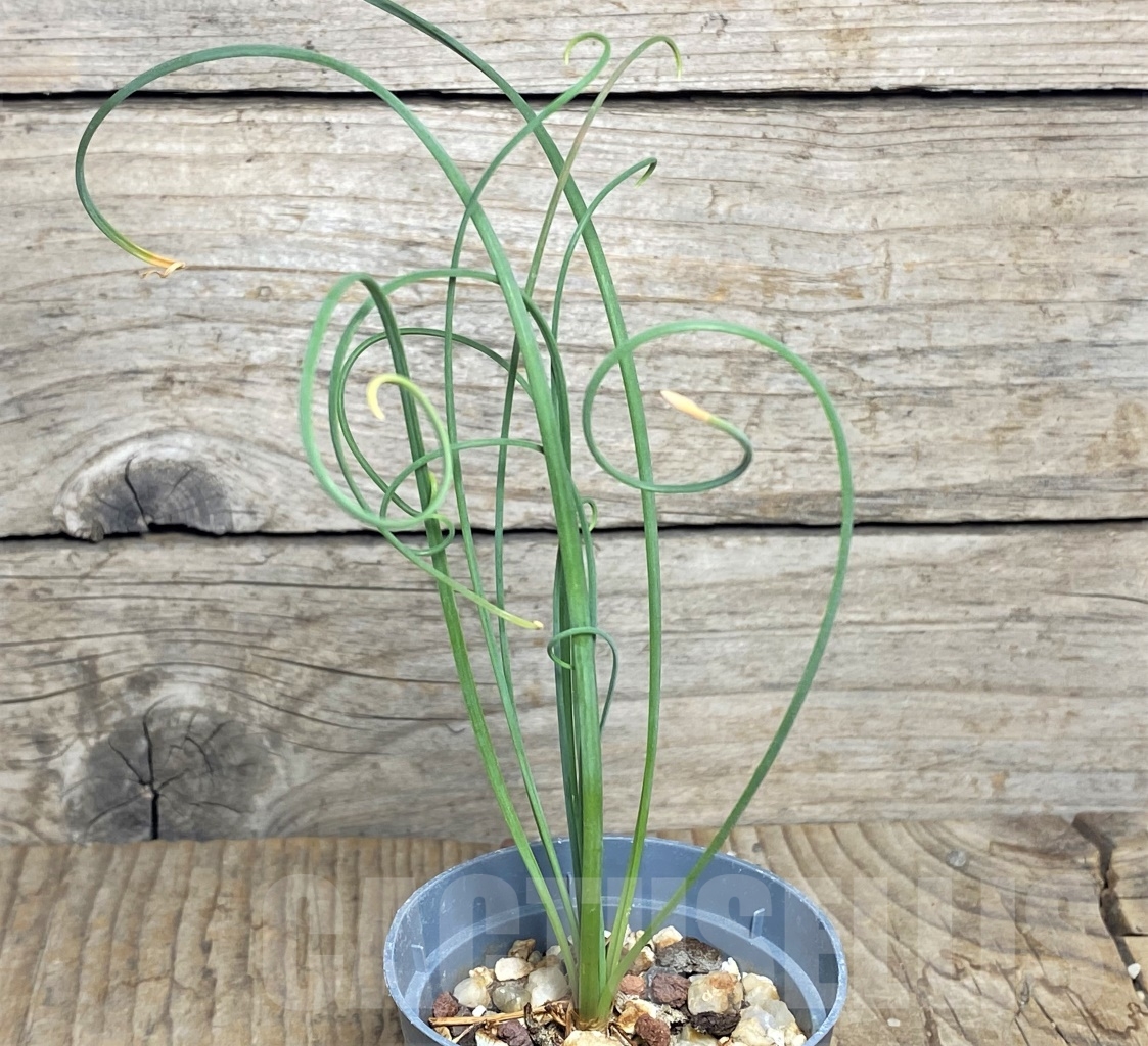 SHPR14439 Albuca spiralis - Obrázek 2