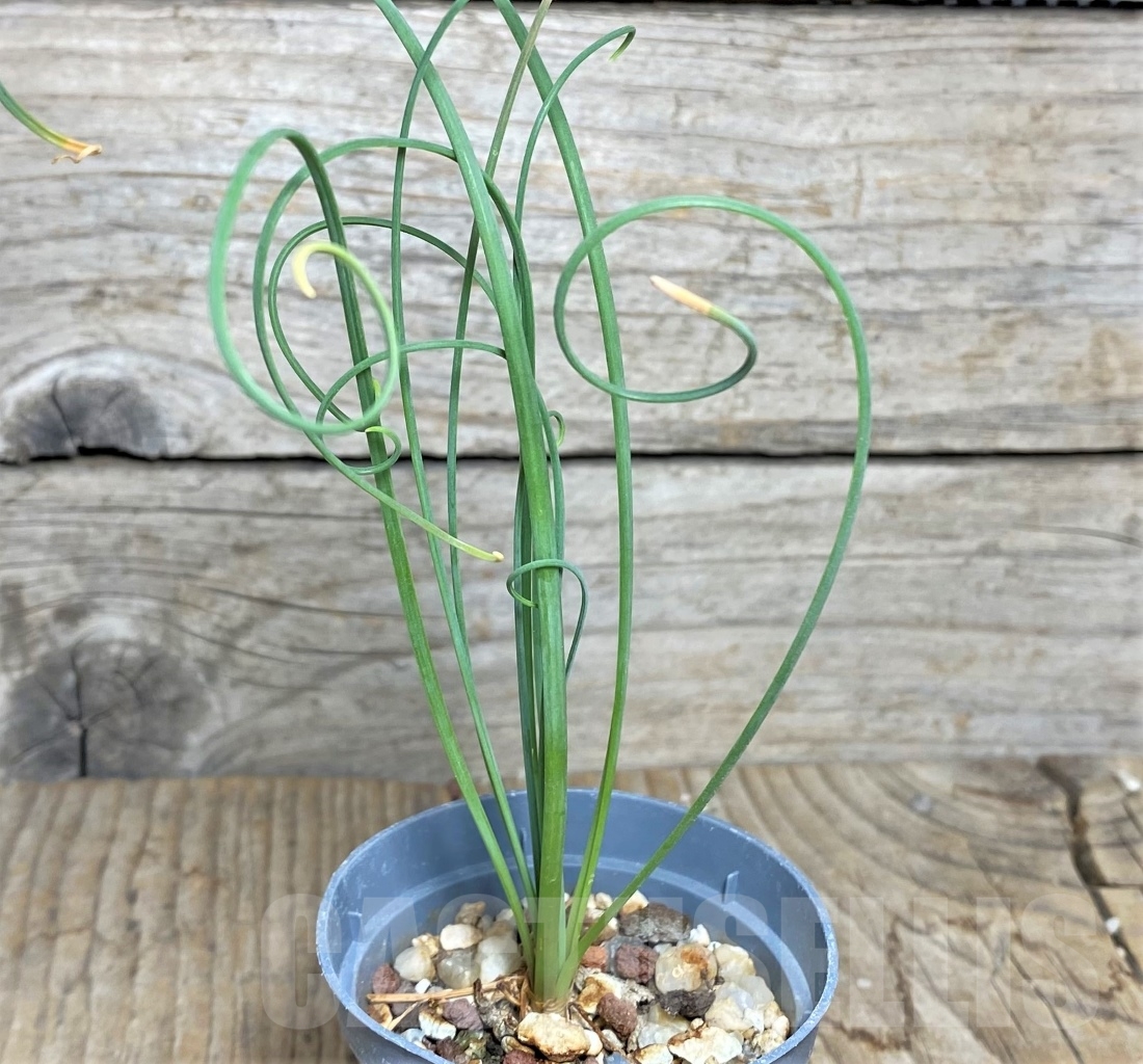 SHPR14439 Albuca spiralis