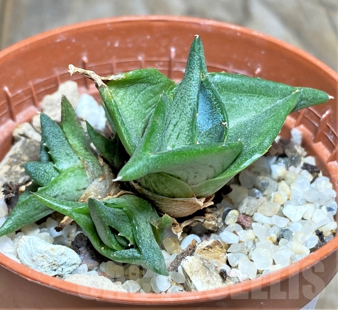 SHPR14441 Agave pumila 'Clusterfest'